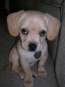 Kona's cute puppy face