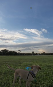 Kona flying a kite