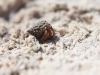 in-the-sand-4