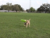 playing fetch with the frisbee