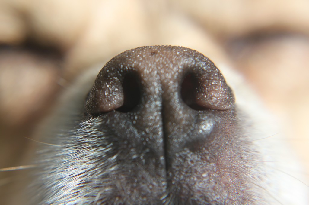 extreme close up