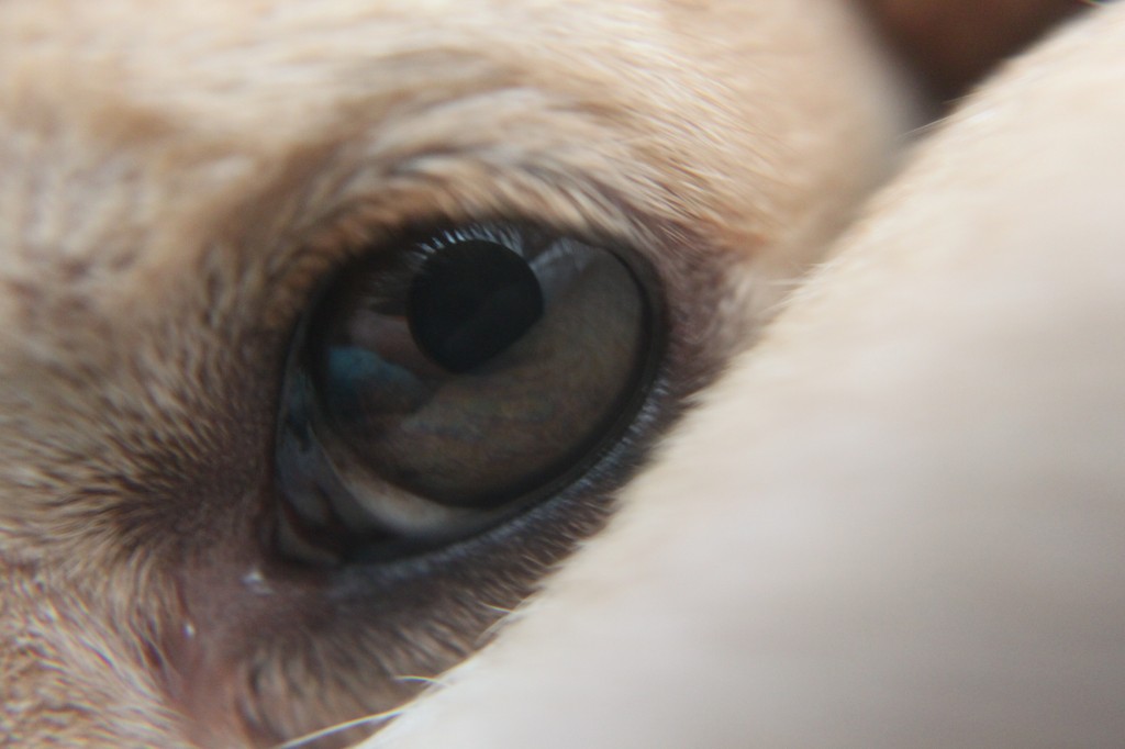 close up of Kona's eye